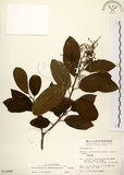 中文名:厚殼樹(S014498)學名:Ehretia acuminata R. Br.(S014498)