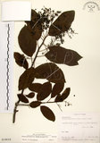 中文名:厚殼樹(S014618)學名:Ehretia acuminata R. Br.(S014618)