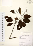 中文名:厚殼樹(S014630)學名:Ehretia acuminata R. Br.(S014630)