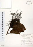 中文名:厚殼樹(S028405)學名:Ehretia acuminata R. Br.(S028405)