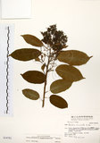 中文名:厚殼樹(S034782)學名:Ehretia acuminata R. Br.(S034782)