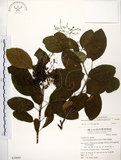 中文名:厚殼樹(S039863)學名:Ehretia acuminata R. Br.(S039863)