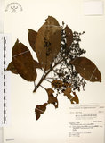 中文名:厚殼樹(S042899)學名:Ehretia acuminata R. Br.(S042899)