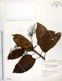 中文名:厚殼樹(S046799)學名:Ehretia acuminata R. Br.(S046799)