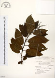 中文名:厚殼樹(S048354)學名:Ehretia acuminata R. Br.(S048354)