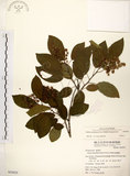 中文名:厚殼樹(S050029)學名:Ehretia acuminata R. Br.(S050029)