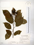 中文名:厚殼樹(S050180)學名:Ehretia acuminata R. Br.(S050180)