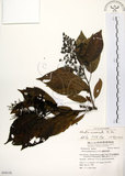 中文名:厚殼樹(S054119)學名:Ehretia acuminata R. Br.(S054119)