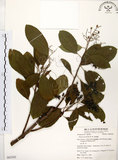 中文名:厚殼樹(S062502)學名:Ehretia acuminata R. Br.(S062502)