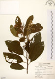 中文名:厚殼樹(S062503)學名:Ehretia acuminata R. Br.(S062503)