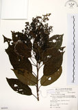 中文名:厚殼樹(S063054)學名:Ehretia acuminata R. Br.(S063054)