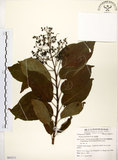 中文名:厚殼樹(S063211)學名:Ehretia acuminata R. Br.(S063211)