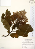 中文名:厚殼樹(S063271)學名:Ehretia acuminata R. Br.(S063271)