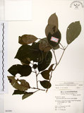 中文名:厚殼樹(S063890)學名:Ehretia acuminata R. Br.(S063890)