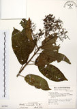 中文名:厚殼樹(S067961)學名:Ehretia acuminata R. Br.(S067961)