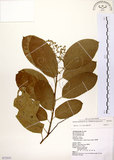 中文名:厚殼樹(S072531)學名:Ehretia acuminata R. Br.(S072531)