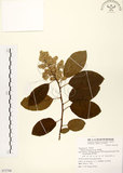 中文名:厚殼樹(S072706)學名:Ehretia acuminata R. Br.(S072706)