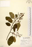 中文名:厚殼樹(S072707)學名:Ehretia acuminata R. Br.(S072707)