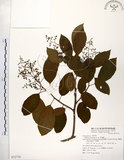 中文名:厚殼樹(S072776)學名:Ehretia acuminata R. Br.(S072776)