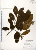 中文名:厚殼樹(S072871)學名:Ehretia acuminata R. Br.(S072871)