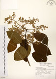 中文名:厚殼樹(S072880)學名:Ehretia acuminata R. Br.(S072880)