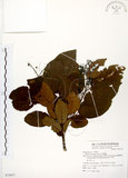中文名:厚殼樹(S074937)學名:Ehretia acuminata R. Br.(S074937)