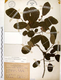 中文名:厚殼樹(S075233)學名:Ehretia acuminata R. Br.(S075233)