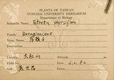 中文名:厚殼樹(S075256)學名:Ehretia acuminata R. Br.(S075256)