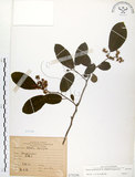 中文名:厚殼樹(S075256)學名:Ehretia acuminata R. Br.(S075256)