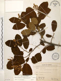 中文名:厚殼樹(S075258)學名:Ehretia acuminata R. Br.(S075258)