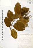 中文名:厚殼樹(S076312)學名:Ehretia acuminata R. Br.(S076312)
