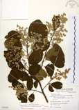 中文名:厚殼樹(S079528)學名:Ehretia acuminata R. Br.(S079528)