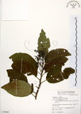 中文名:厚殼樹(S079669)學名:Ehretia acuminata R. Br.(S079669)
