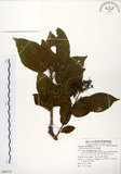 中文名:厚殼樹(S080378)學名:Ehretia acuminata R. Br.(S080378)
