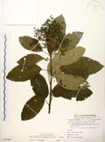 中文名:厚殼樹(S087865)學名:Ehretia acuminata R. Br.(S087865)