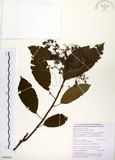 中文名:厚殼樹(S090664)學名:Ehretia acuminata R. Br.(S090664)