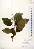 中文名:厚殼樹(S105502)學名:Ehretia acuminata R. Br.(S105502)