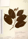 中文名:厚殼樹(S110257)學名:Ehretia acuminata R. Br.(S110257)