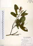 中文名:厚殼樹(S110634)學名:Ehretia acuminata R. Br.(S110634)