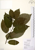 中文名:厚殼樹(S113519)學名:Ehretia acuminata R. Br.(S113519)