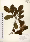 中文名:厚殼樹(S119031)學名:Ehretia acuminata R. Br.(S119031)