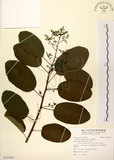 中文名:厚殼樹(S123055)學名:Ehretia acuminata R. Br.(S123055)