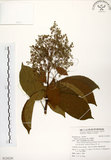 中文名:厚殼樹(S124230)學名:Ehretia acuminata R. Br.(S124230)