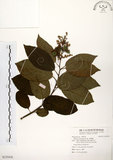 中文名:厚殼樹(S125416)學名:Ehretia acuminata R. Br.(S125416)