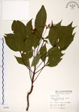 中文名:魚木(S006865)學名:Crateva adansonii DC. subsp. formosensis Jacobs(S006865)英文名:Spider tree