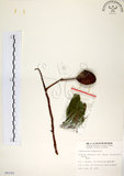 中文名:魚木(S008280)學名:Crateva adansonii DC. subsp. formosensis Jacobs(S008280)英文名:Spider tree