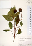 中文名:魚木(S016168)學名:Crateva adansonii DC. subsp. formosensis Jacobs(S016168)英文名:Spider tree