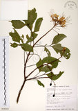 中文名:魚木(S016503)學名:Crateva adansonii DC. subsp. formosensis Jacobs(S016503)英文名:Spider tree