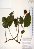 中文名:魚木(S050495)學名:Crateva adansonii DC. subsp. formosensis Jacobs(S050495)英文名:Spider tree