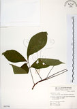 中文名:魚木(S063790)學名:Crateva adansonii DC. subsp. formosensis Jacobs(S063790)英文名:Spider tree